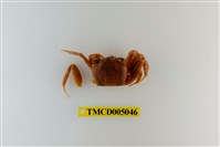 藏品(斯氏沙蟹)的圖片